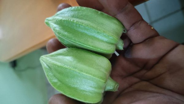 Identificação da planta Quiabo por foto