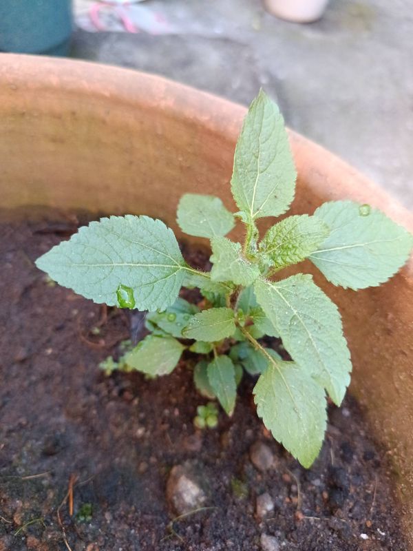 Identificação da planta Mentrasto por foto