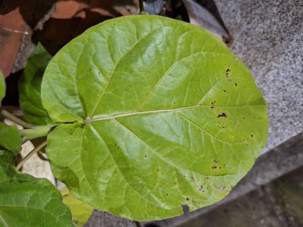 Identificação da planta Tomate de árvore por foto