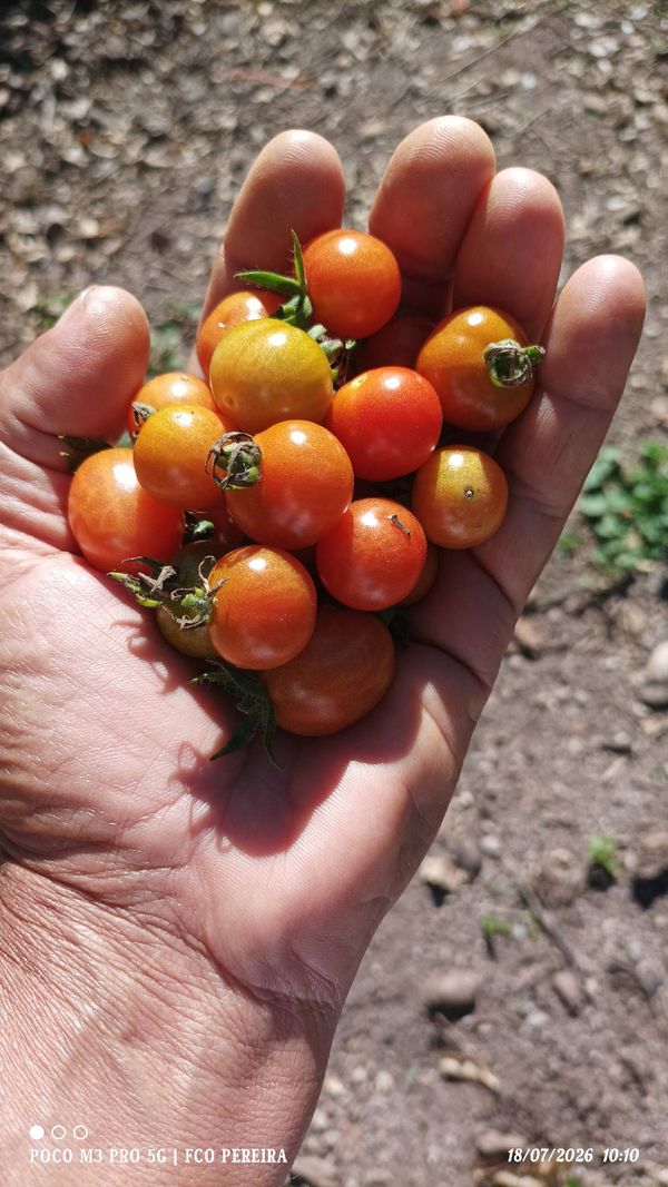 Identificação da planta Tomate cereja por foto