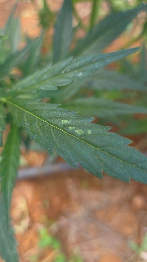 Identificação da planta Maconha por foto