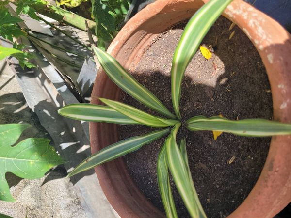 Identificação da planta Clorófito por foto