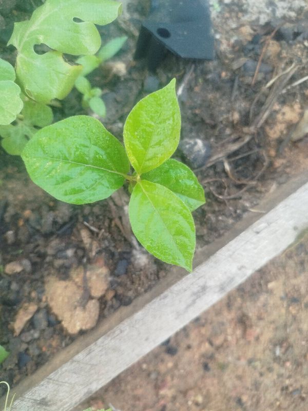 Identificação da planta Guiné por foto