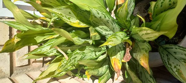 Identificação da planta Café de Salão por foto