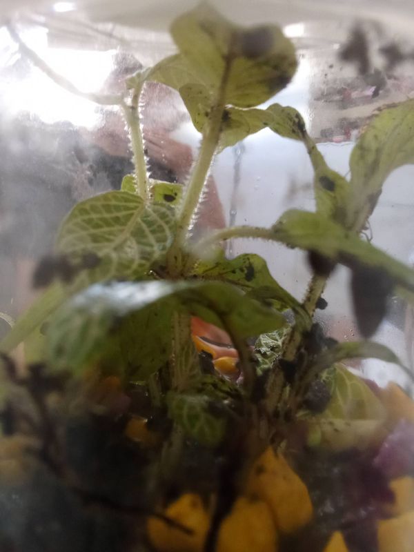 Identificação da planta Nervura-branca por foto