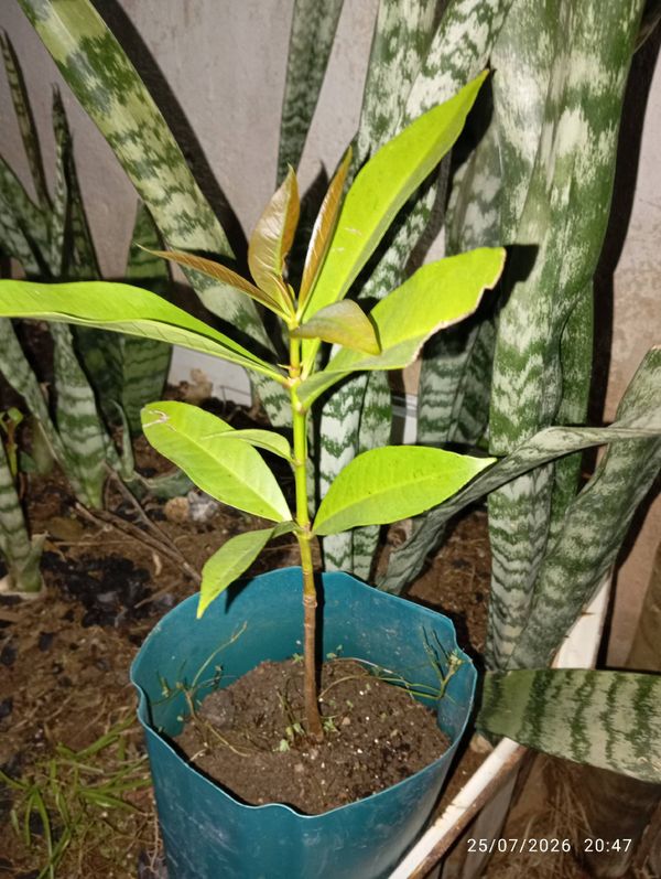 Identificação da planta Jambo amarelo por foto