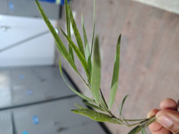Identificação da planta Escovinha de garrafa por foto