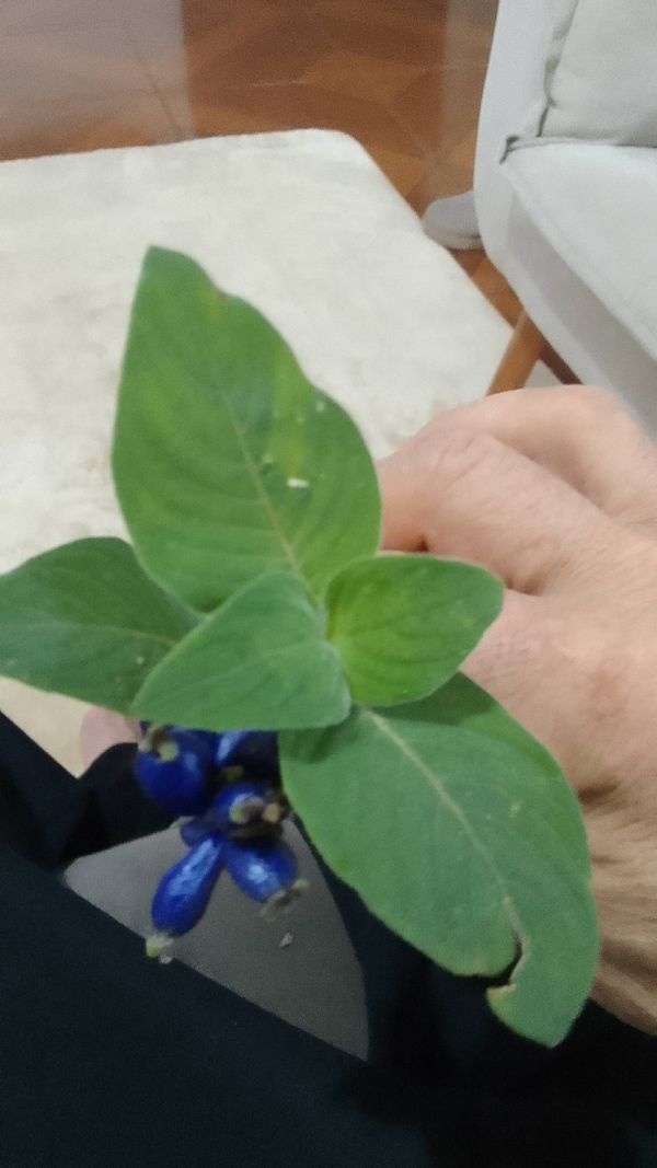 Identificação da planta Café-do-mato por foto