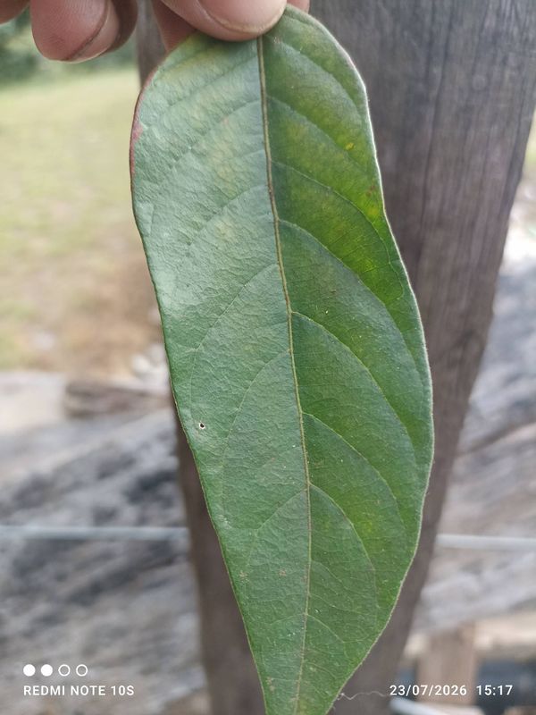 Identificação da planta Ingá-de-metro por foto