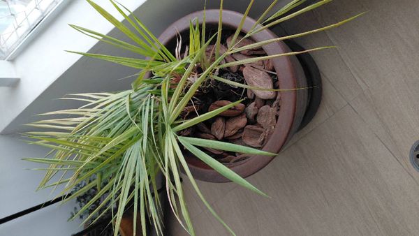 Identificação da planta palmeira-areca por foto