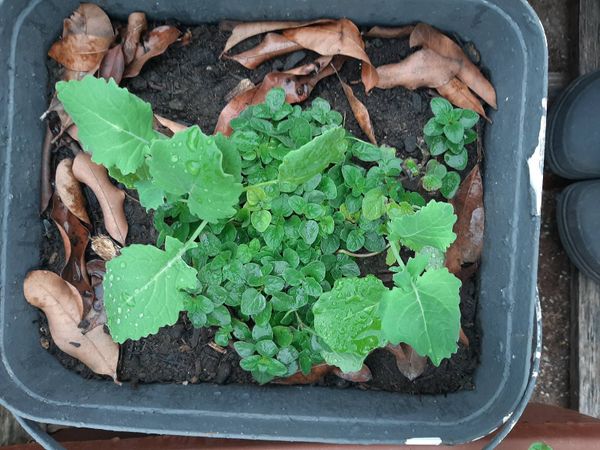 Identificação da planta Nabo por foto