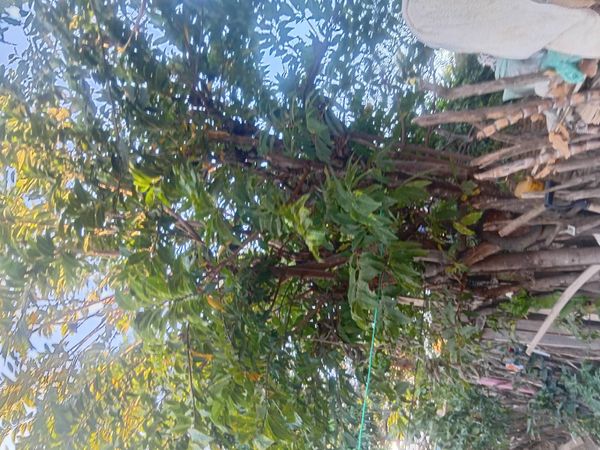 Identificação da planta Fruta-do-conde por foto