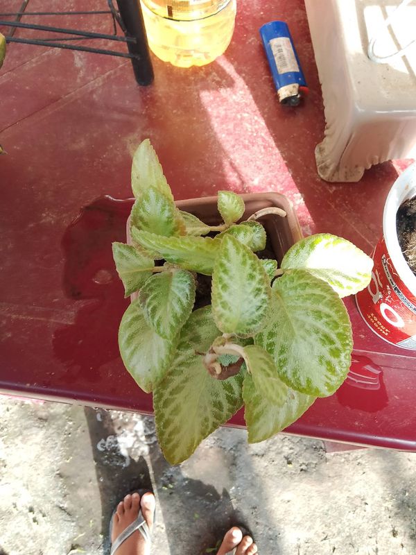Identificação da planta Peixinho por foto