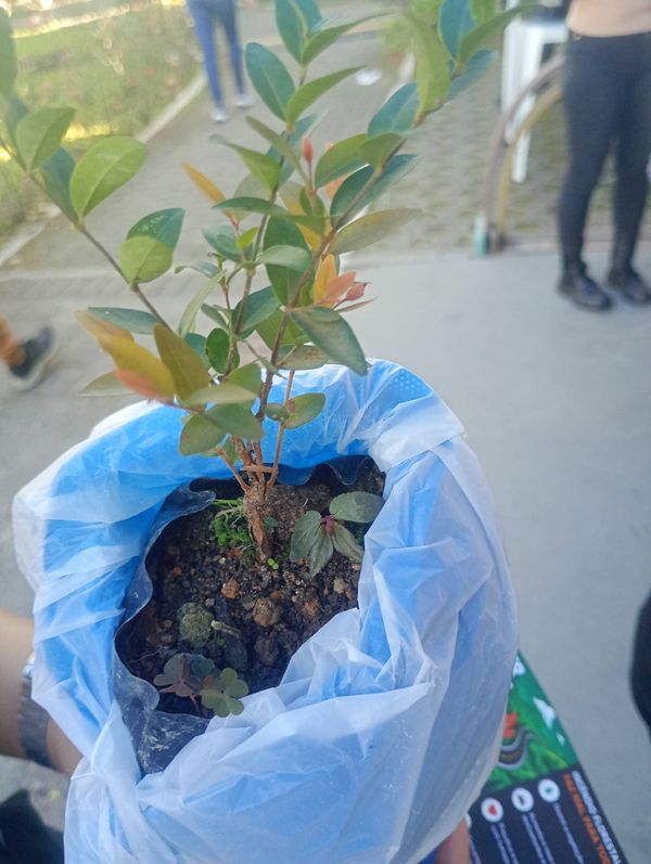 Identificação da planta Uvaia por foto