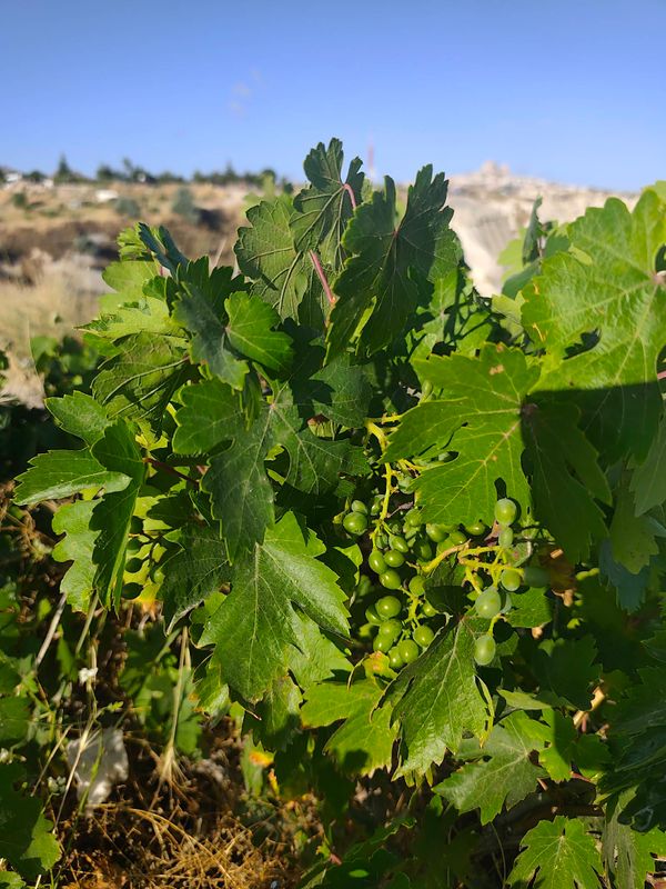 Identificação da planta Uva por foto