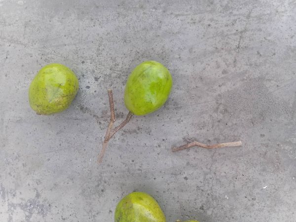Identificação da planta Cajá-manga por foto