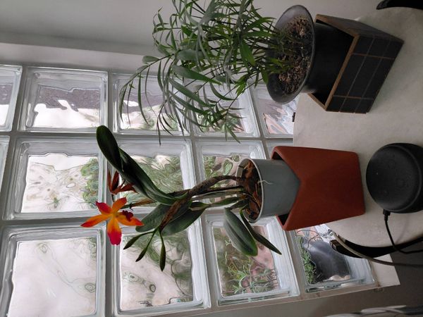 Identificação da planta Orquídea por foto