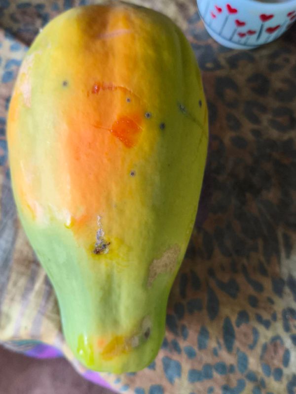 Identificação da planta Mamão por foto