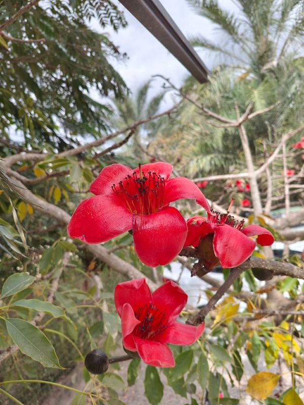 Identificação da planta Embiratanha por foto