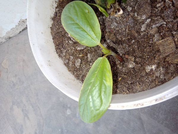 Identificação da planta Vinagreira por foto