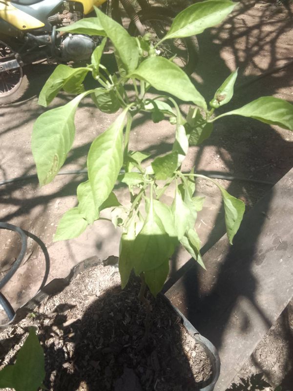 Identificação da planta Pimenta por foto