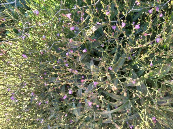 Identificação da planta Chambá por foto