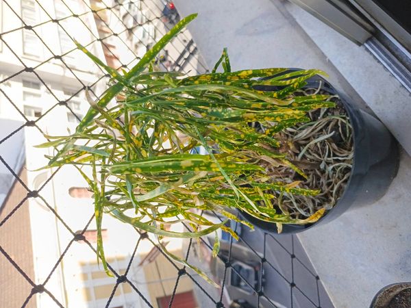 Identificação da planta Cróton por foto