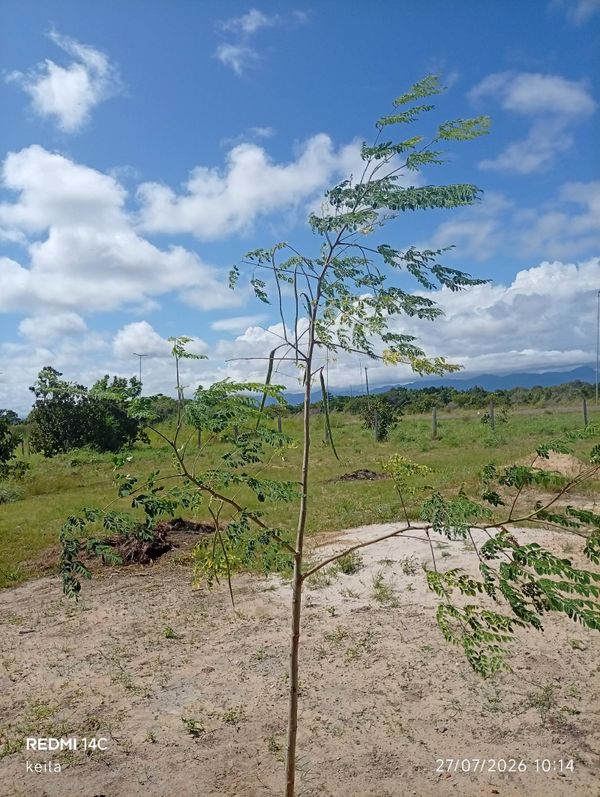 Identificação da planta Moringa por foto