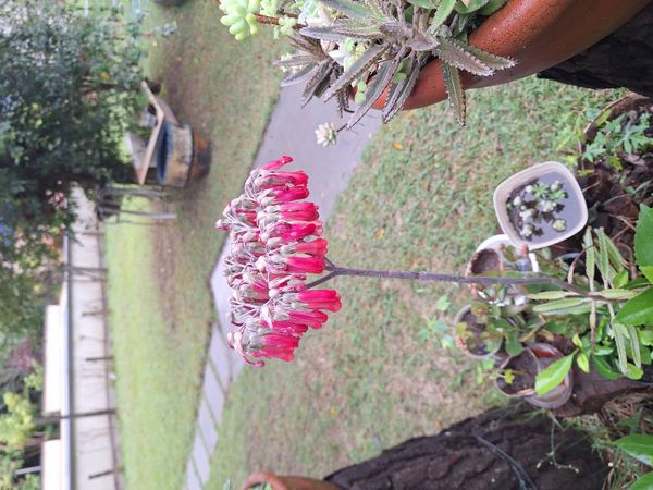 Identificação da planta Flor da fortuna por foto