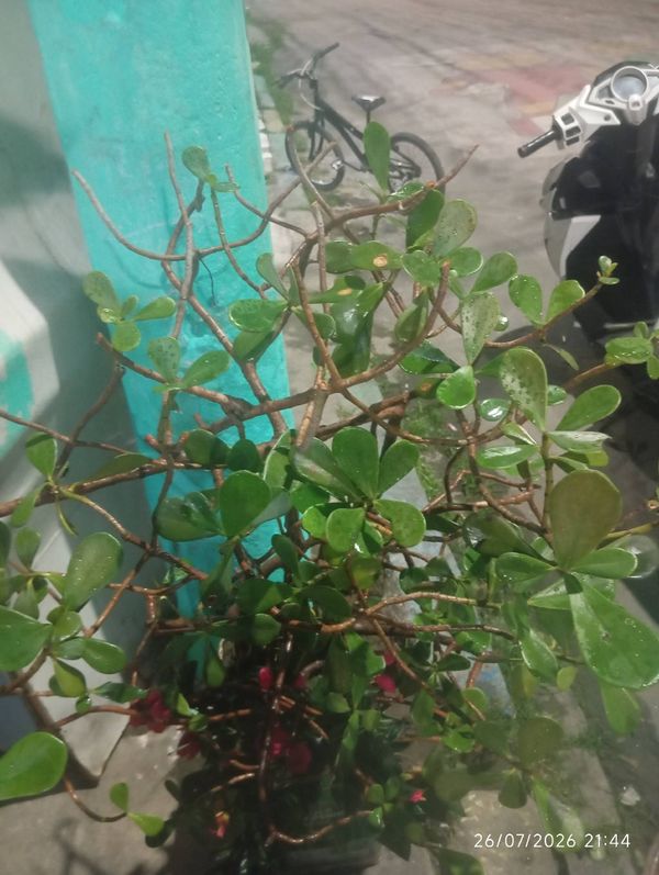 Identificação da planta Abaneiro por foto