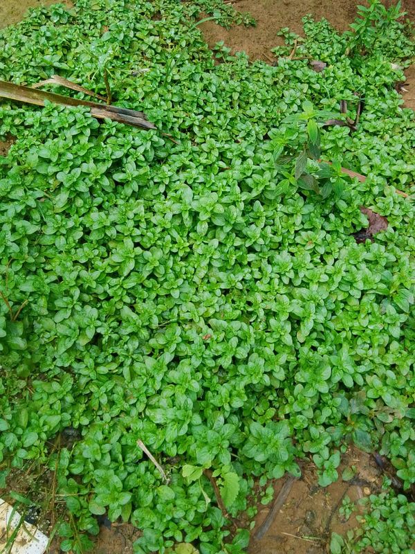 Identificação da planta Hortelã-pimenta por foto