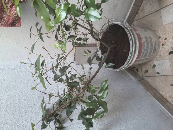 Identificação da planta Pitanga por foto