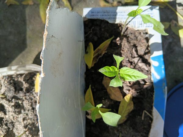 Identificação da planta Malagueta por foto