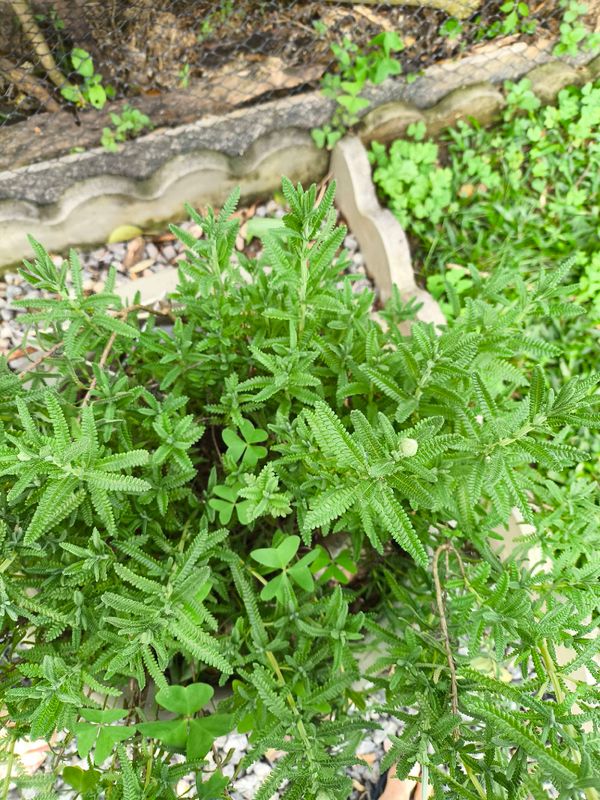 Identificação da planta Lavanda por foto