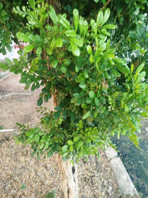 Identificação da planta Murta-de-cheiro por foto
