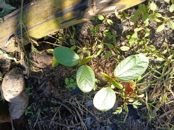 Identificação da planta croton por foto