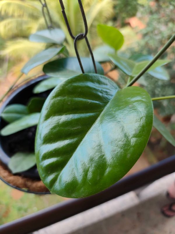 Identificação da planta Flor-de-cera por foto