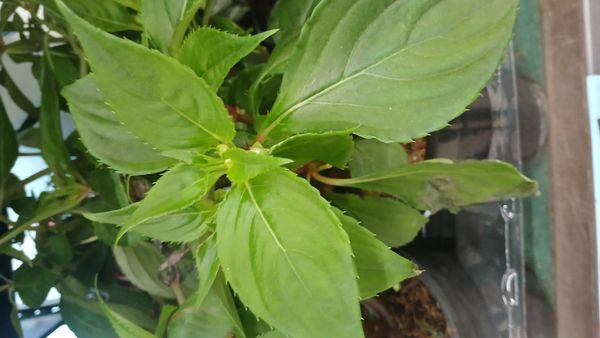 Identificação da planta Maria-sem-vergonha por foto