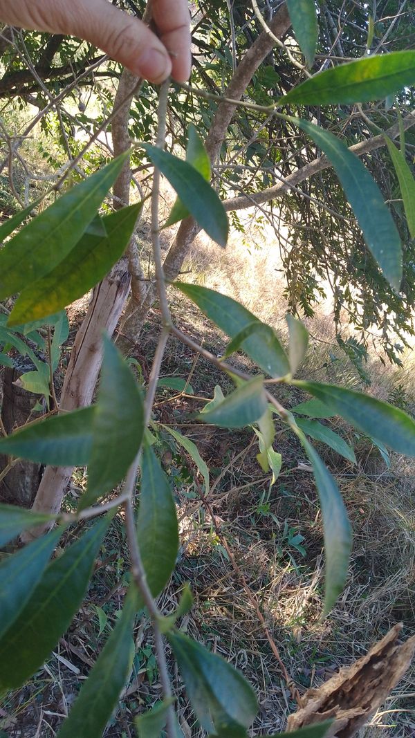 Identificação da planta Cobrina por foto