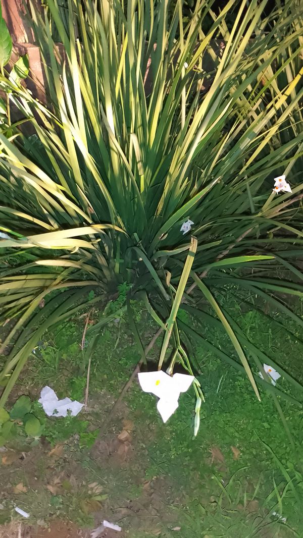 Identificação da planta Lírio-do-brejo por foto