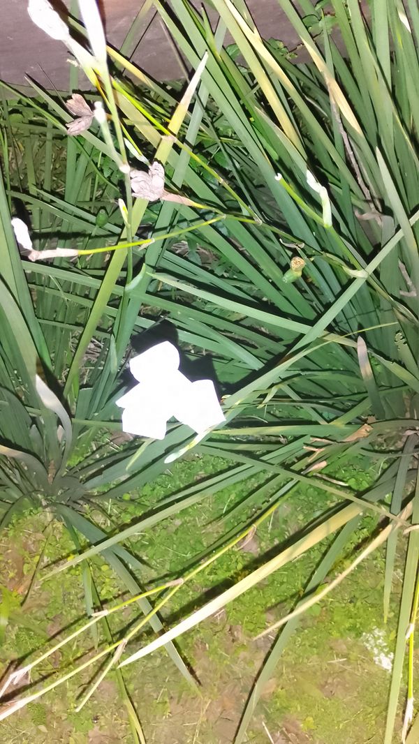 Identificação da planta Lírio-do-brejo por foto