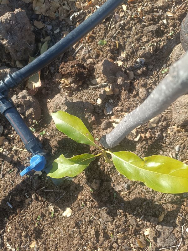 Identificação da planta Abacate por foto