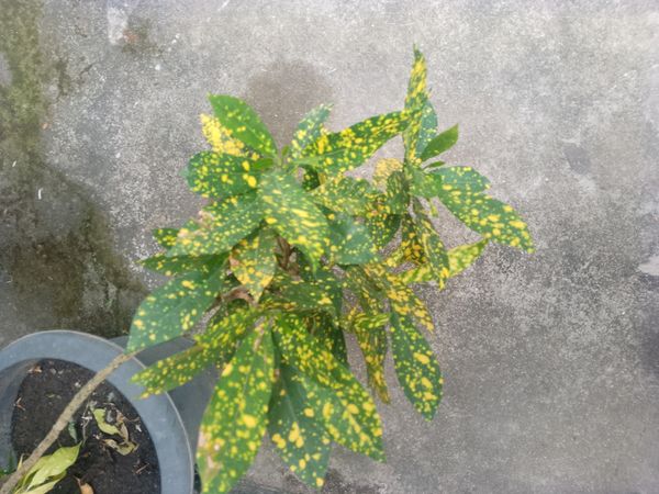 Identificação da planta Aucuba por foto