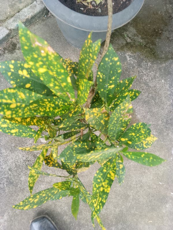 Identificação da planta Cróton por foto