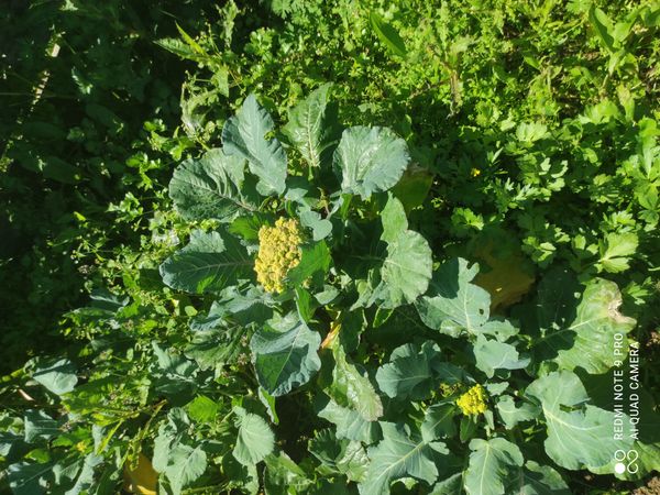 Identificação da planta Couve por foto