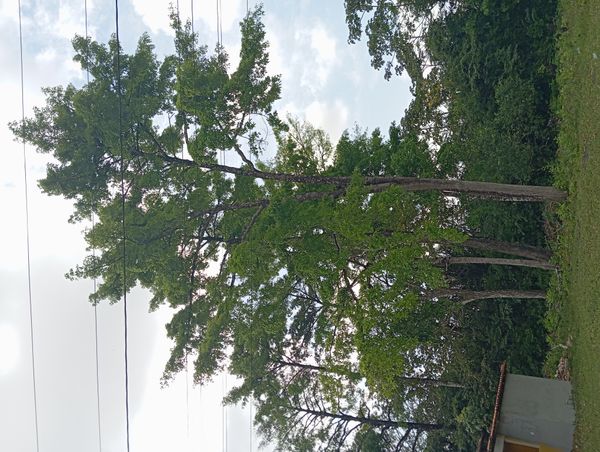Identificação da planta Ginkgo por foto