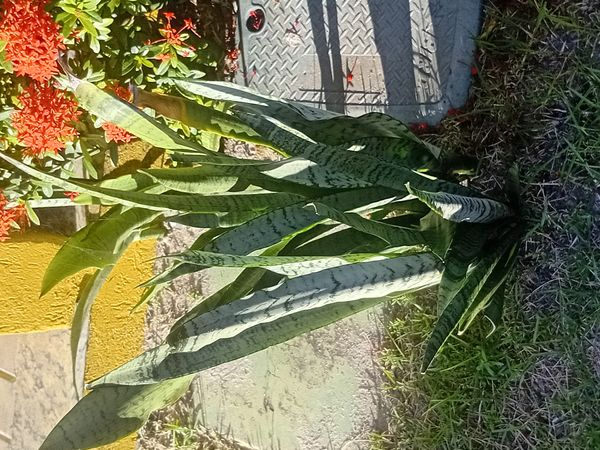 Identificação da planta Espada de São Jorge por foto