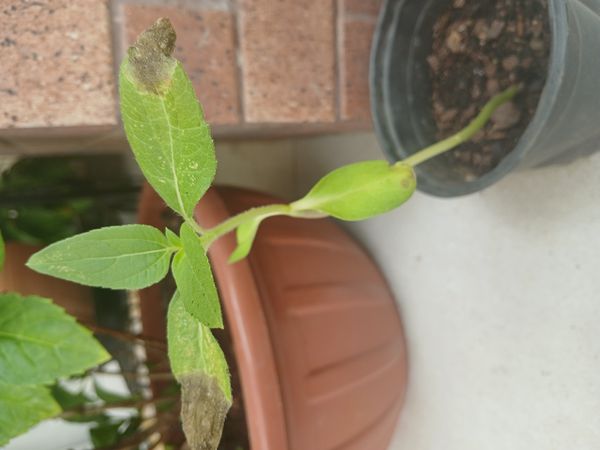 Identificação da planta Picão-branco por foto