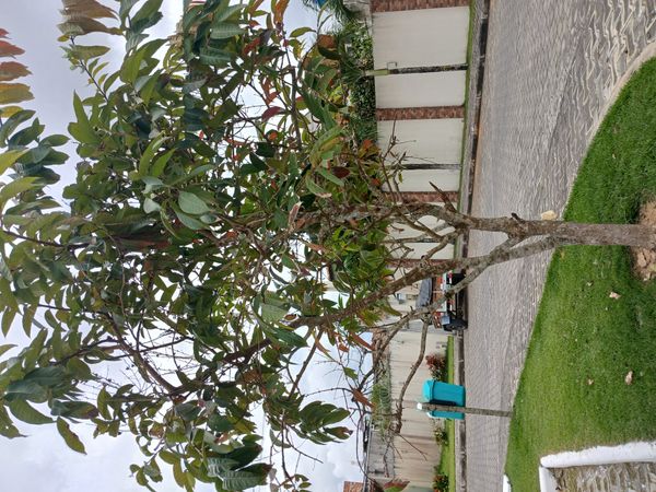 Identificação da planta Resedá-flor-da-rainha por foto