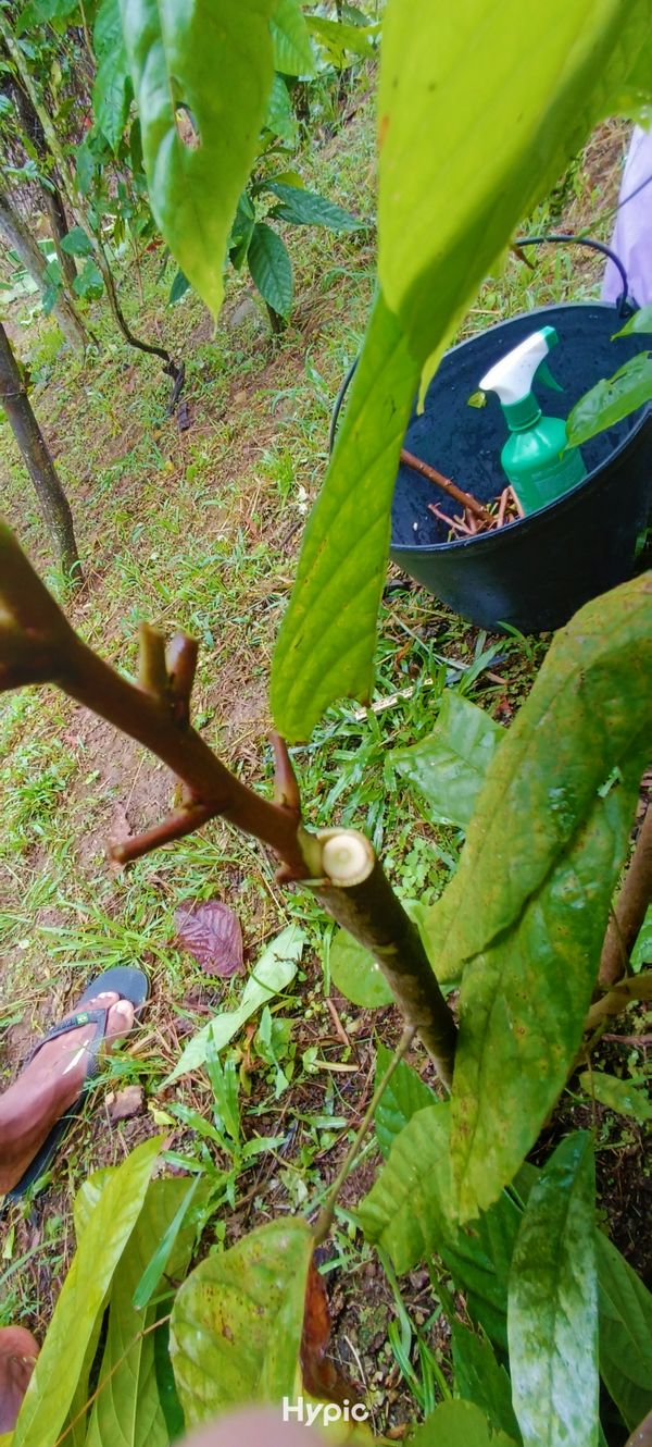 Identificação da planta Cacau por foto